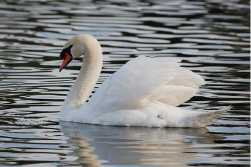 Trumpeter swan in Lakeland, Florida